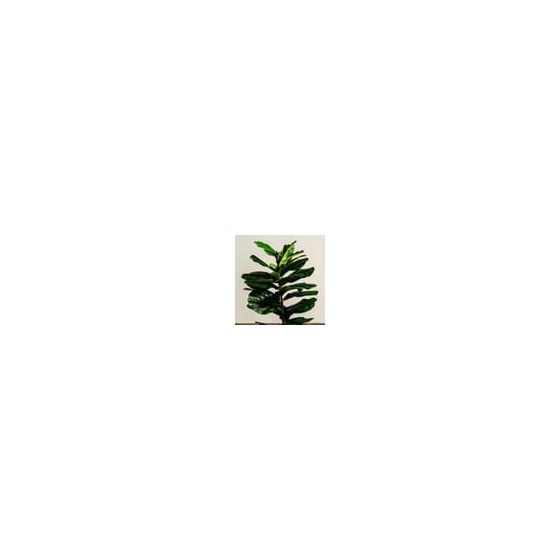 Φίκος Λυράτα Φυτό Τεχνητό Plant 100cm Πράσινο